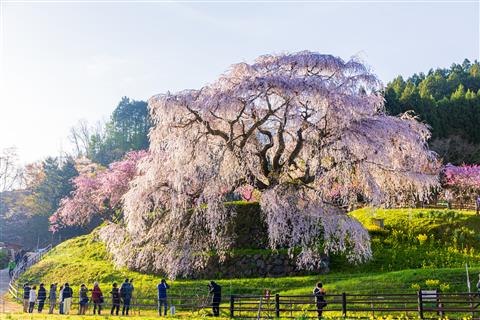 又兵衛桜(4月頃撮影)
